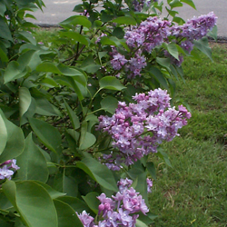 lilac_3