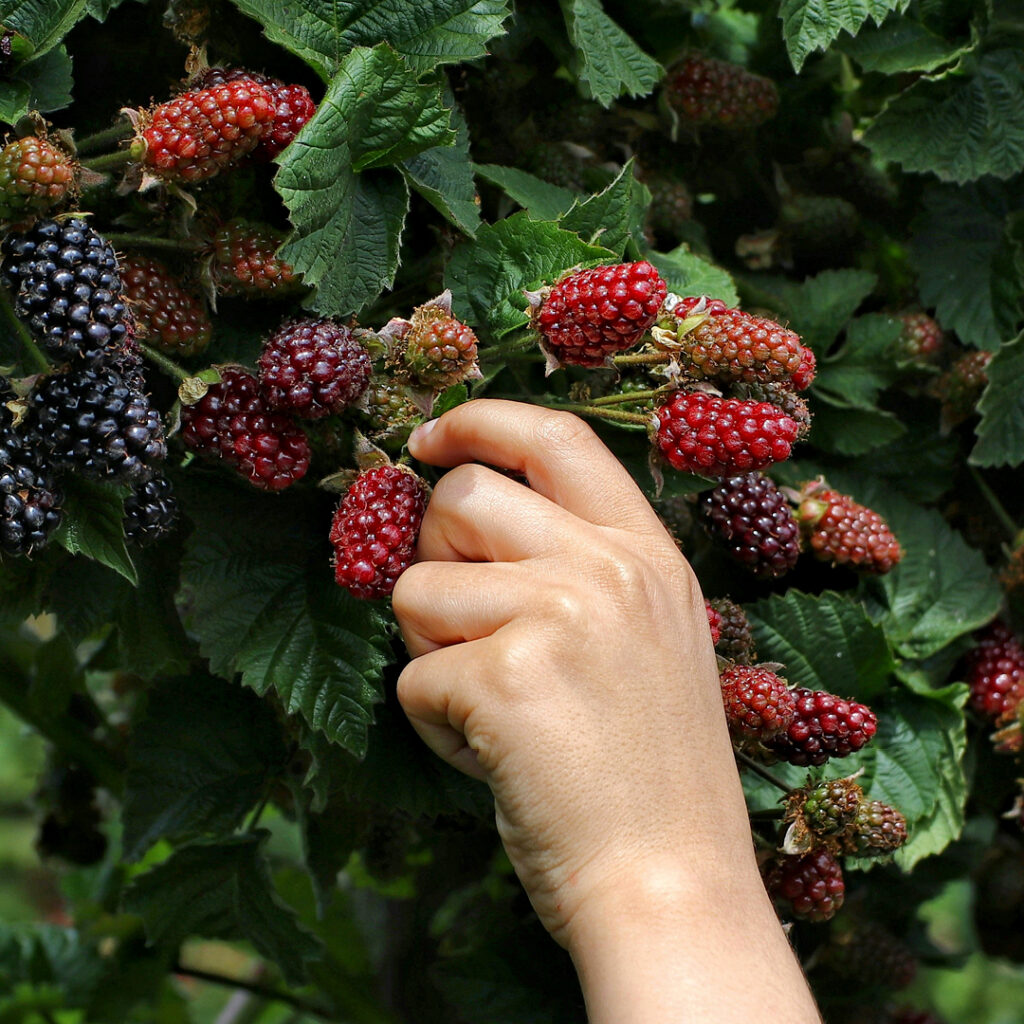 Home-Grown Blackberres