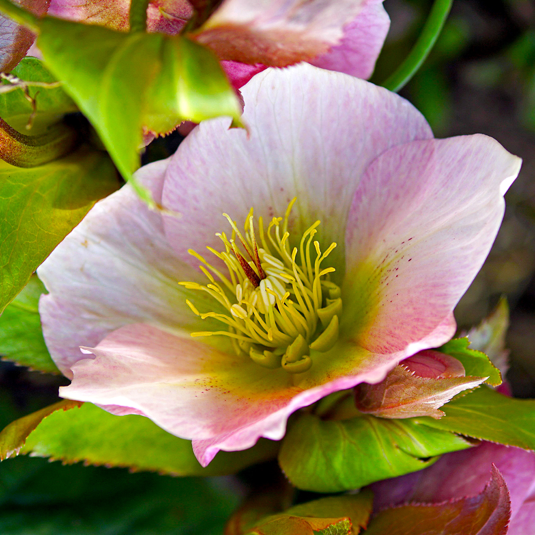 Hellebore - Black Death Disease