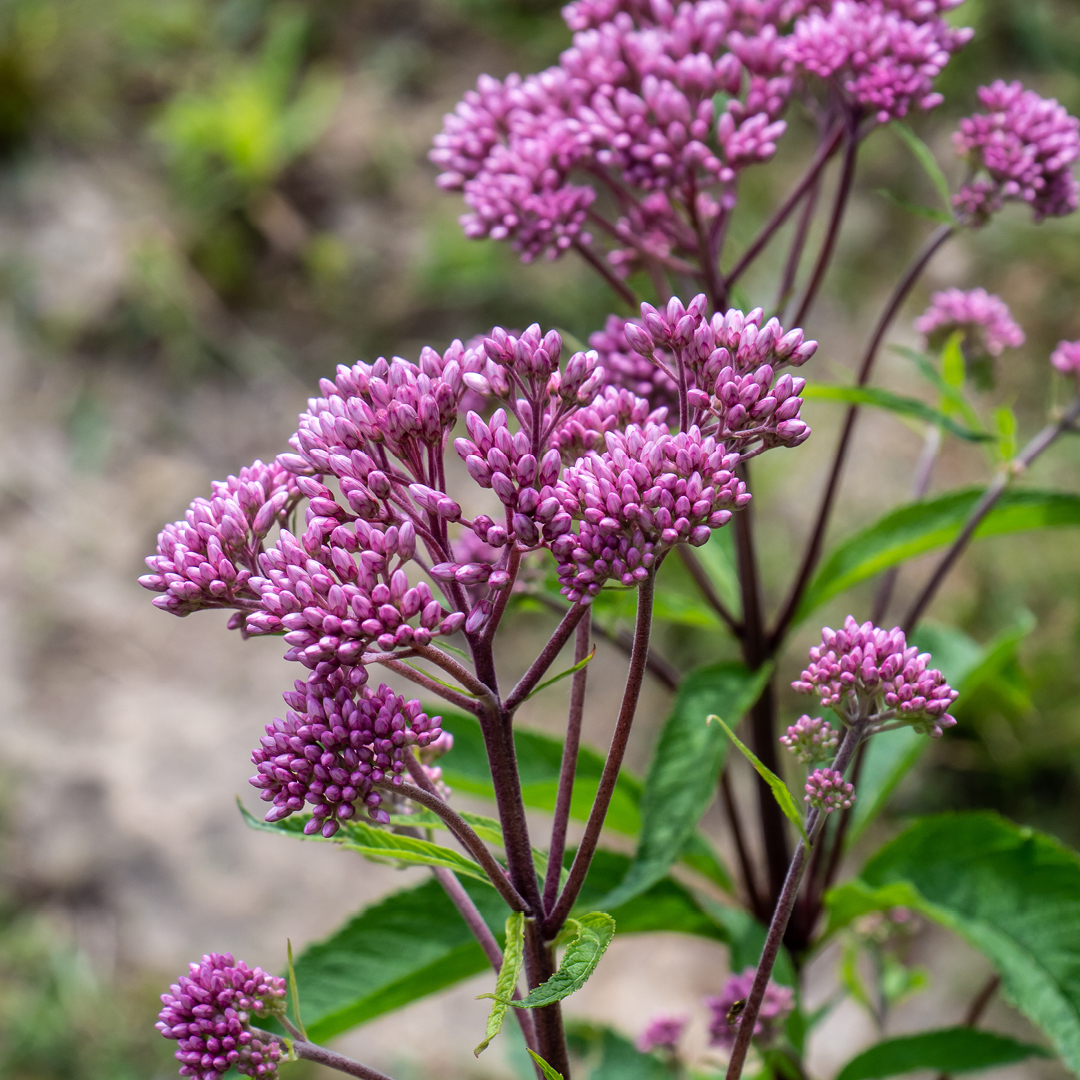 Joe Pye Weed